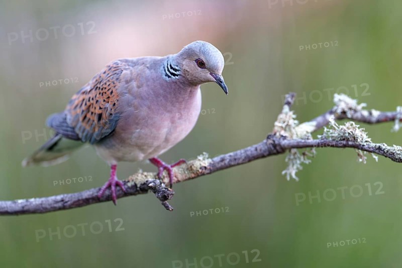 Turtle dove (Streptopelia turtur), Castilla-La Mancha, Spain, Europe