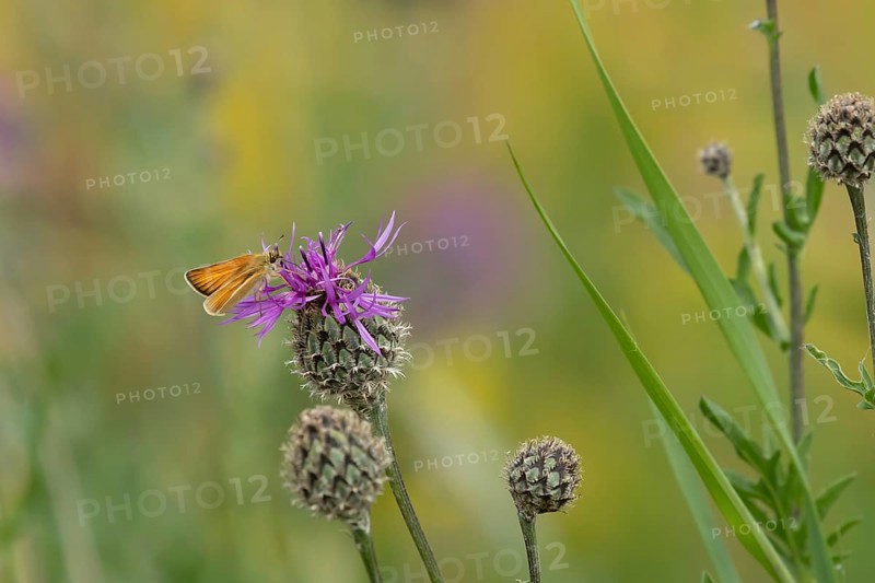 Small skipper butterfly (Thymelicus sylvestris) adult insect feeding on a Knapweed flower in summer, England, United Kingdom, Europe