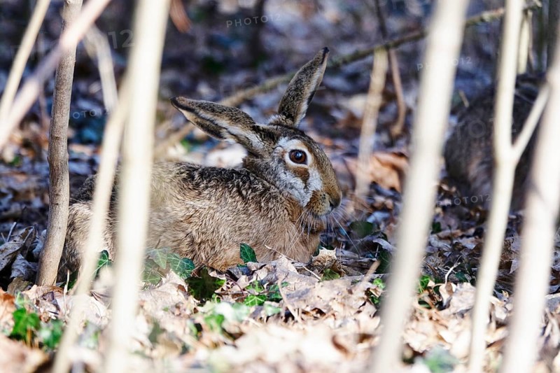 Hare in a forest, winter, Germany, Europe