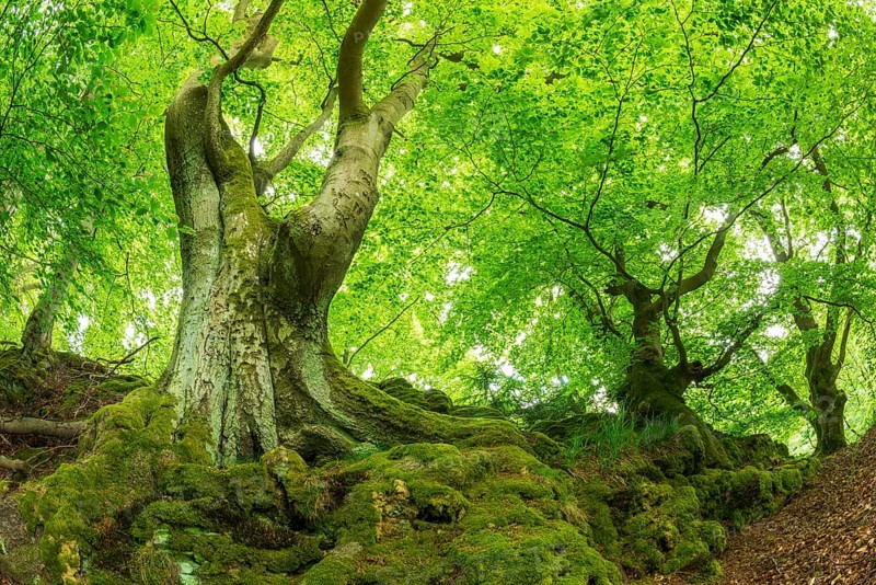 Gnarled old beech trees with moss-covered roots, Kellerwald-Edersee National Park, Bad Wildungen, Hesse, Germany, Europe