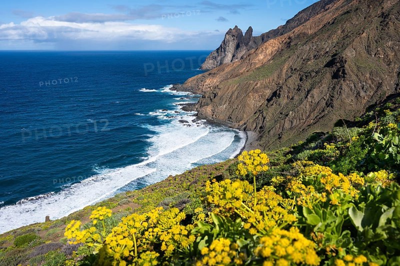 The north-west coast of La Gomera with the Playa de Arguamul beach. Mountains, cliffs and steep coast. Yellow flowers in the foreground (Sedum), Guillama, La Gomera, Canary Islands, Spain, Europe