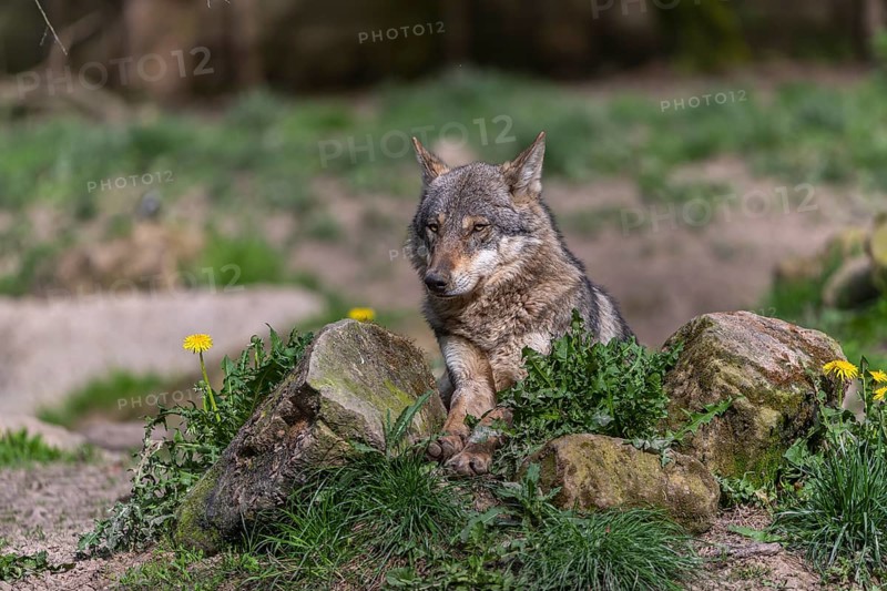 Portrait of one eurasian gray wolf (Canis lupus lupus) resting on a rock with green vegetation and some yellow dandelion