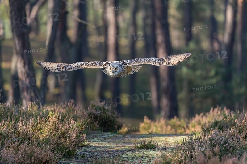 One Siberian Eagle Owl (Bubo bubo sibiricus) flying thru a forest