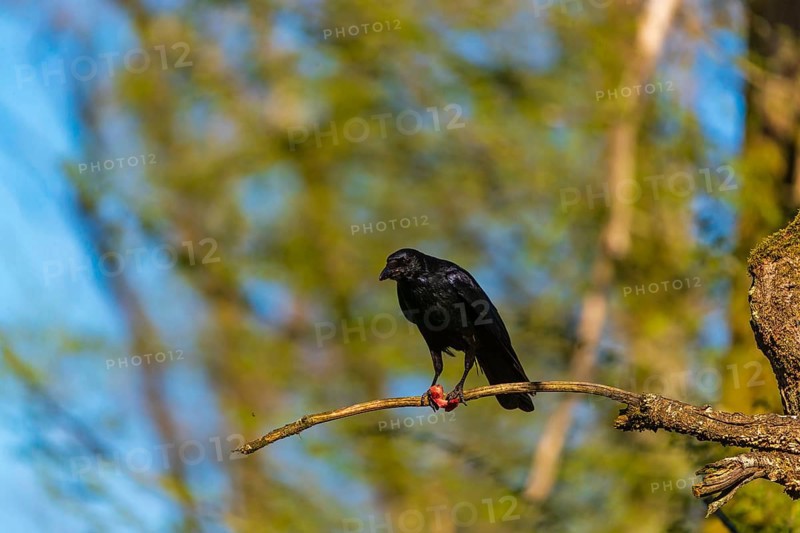 One carrion crow (Corvus corone), sitting high up in a tree in bright sunlight with a blue sky in the background