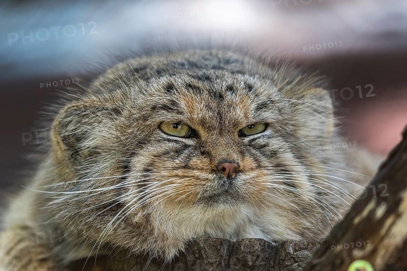 Portrait of a Pallas's cat (Otocolobus manul) or Manul. Near Threatened species on the IUCN Red List since 2002