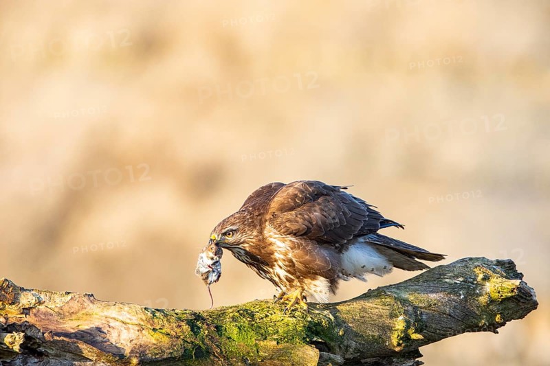 Common buzzard (Buteo buteo) Germany