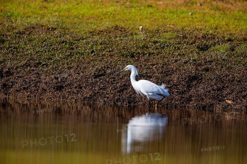 Great White Egret (Egretta thula) Pantanal Brazil