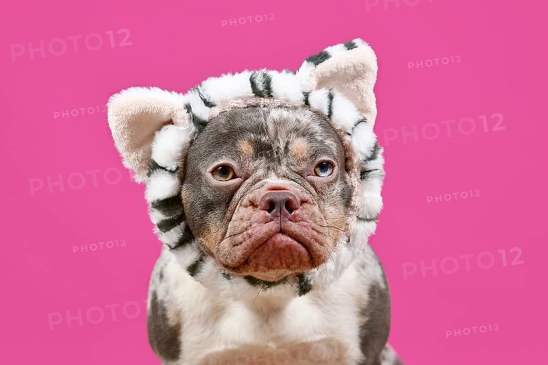 Merle French Bulldog dog with cat costume headband on pink background