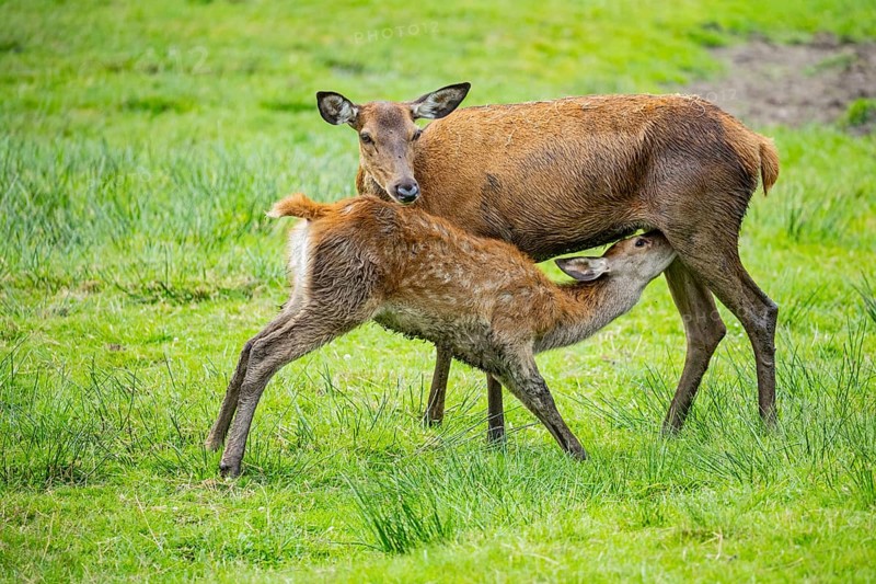 Red deer (Cervus elaphus) cow with calf captive Germany