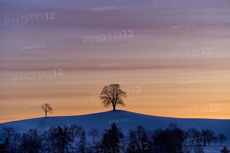 Two linden trees on a hill in front of a colourful sunrise sky creating a peaceful and calm atmosphere, Menzingen, Zug, Canton Zug, Switzerland, Europe