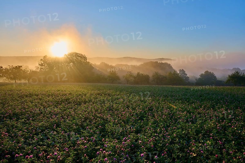 Sunrise over a misty clover field with fruit trees bathed in golden light, Großheubach, Miltenberg, Spessart, Bavaria, Germany, Europe