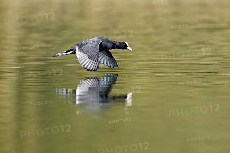 Eurasian Coot (Fulica atra), adult bird flying over the water, Flachsee, Canton Aargau, Switzerland, Europe