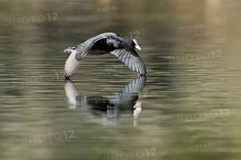 Eurasian Coot (Fulica atra), adult bird flying over the water, Flachsee, Canton Aargau, Switzerland, Europe