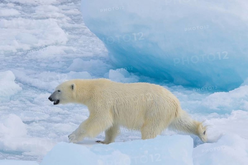 Lone polar bear (Ursus maritimus) hunting on pack ice, drift ice in the Arctic Ocean along the Svalbard coast, Spitsbergen, Norway, Europe