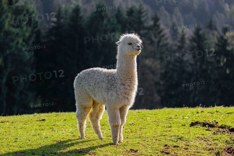 One young white Alpaca (Vicugna pacos) stands on a green meadow . A forest is in the distant background