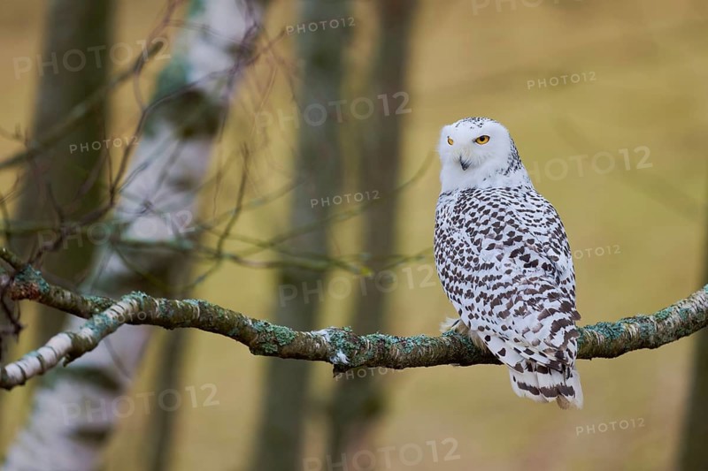 Snowy owl on branch (Bubo scandiacus) captive, Czech Republic, Europe