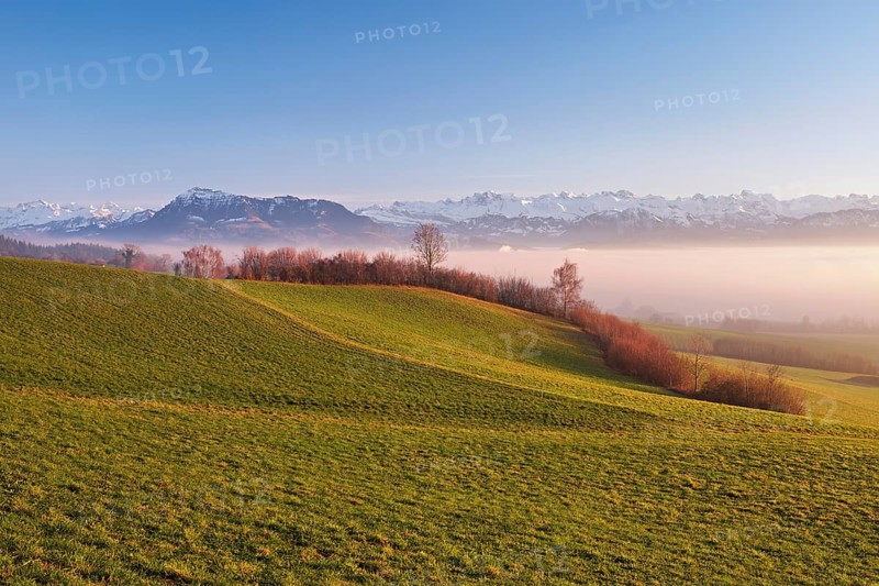 Field landscape with hedges in the background above the sea of fog the Rigi and the snow-covered Alps, Hohenrain, Canton Lucerne, Switzerland, Europe