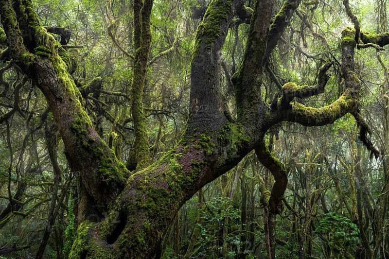 Trees with moss and lichen in the laurel forest of Garajonay National Park. Parque Nacional de Garajonay, La Gomera, Canary Islands, Spain, Europe