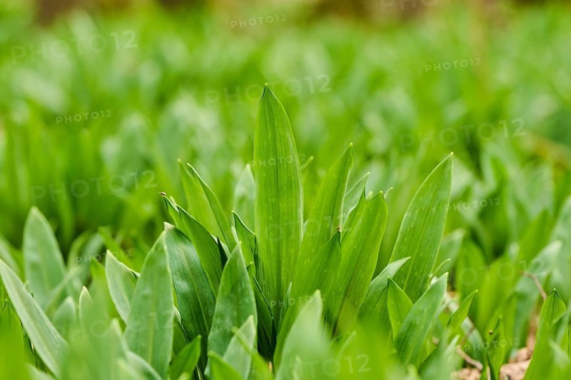 Wild garlic (Allium ursinum) growing in a forest in spring, Bavaria, Germany, Europe