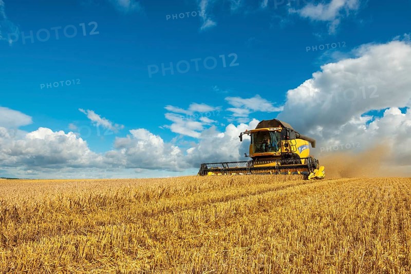 Combine harvester harvesting barley, endless cornfield, blue sky with cumulus clouds, Saalekreis, Saxony-Anhalt, Germany, Europe