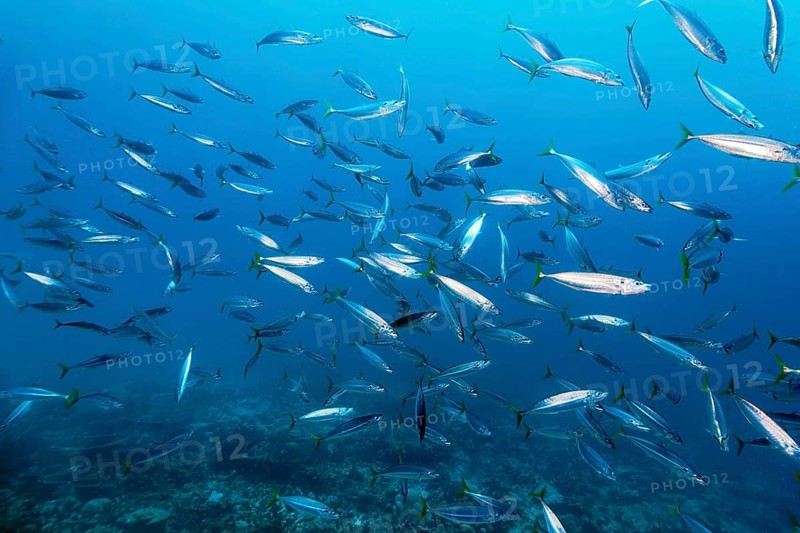 Shoal of Decapterus mackerel (Decapterus tabl) swimming in the open sea over coral reef, Great Barrier Reef, Unesco World Heritage Site, Coral Sea, Coral Sea, Pacific Ocean, Cairns, Queensland, Australia, Oceania