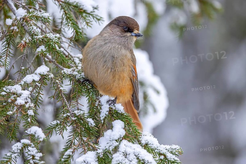 Siberian jay (Perisoreus infaustus, Corvus infaustus) perched in spruce tree in snow covered taiga in winter, Scandinavia