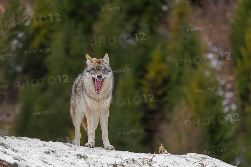 A young grey wolf (Canis lupus lupus) stands on a sloping, snow-covered meadow on a cold, cloudy day. A forest can be seen in the background