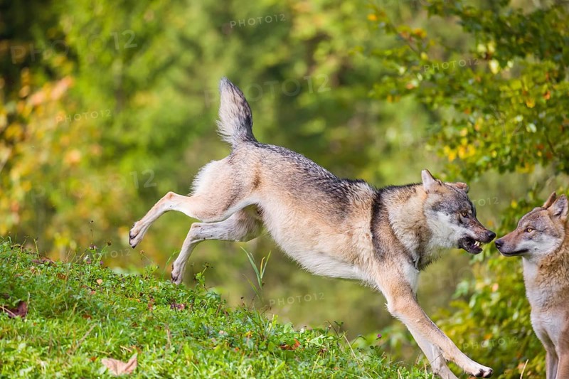 A eurasian gray wolf (Canis lupus lupus) runs across a meadow down a hill. Early morning light
