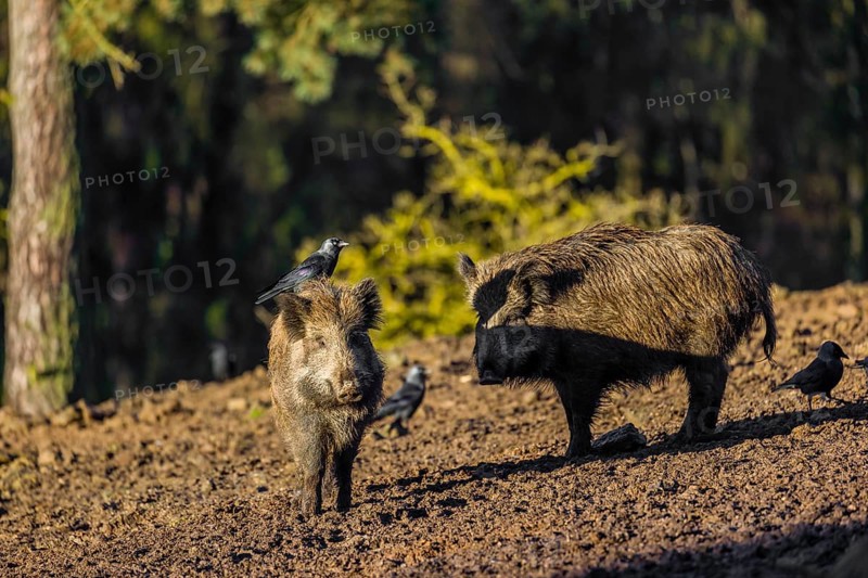 Two wild boar or wild pig (Sus scrofa) standing in a clearing. First sweet morning light. A western jackdaw (Coloeus monedula) stands on one´s boar back