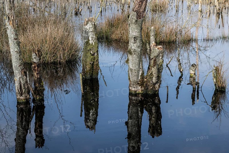 Dead birch trees (Betula pendula) in a moor, rewetting area, Emsland, Lower Saxony, Germany, Europe