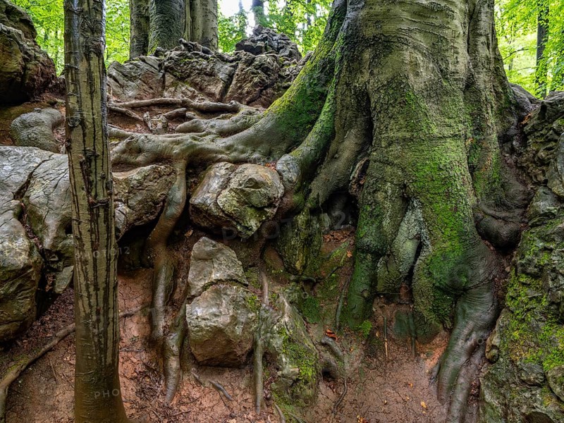 A beech tree digs its roots firmly into the rock in the Felsenmeer nature reserve near Hemer in the Sauerland region