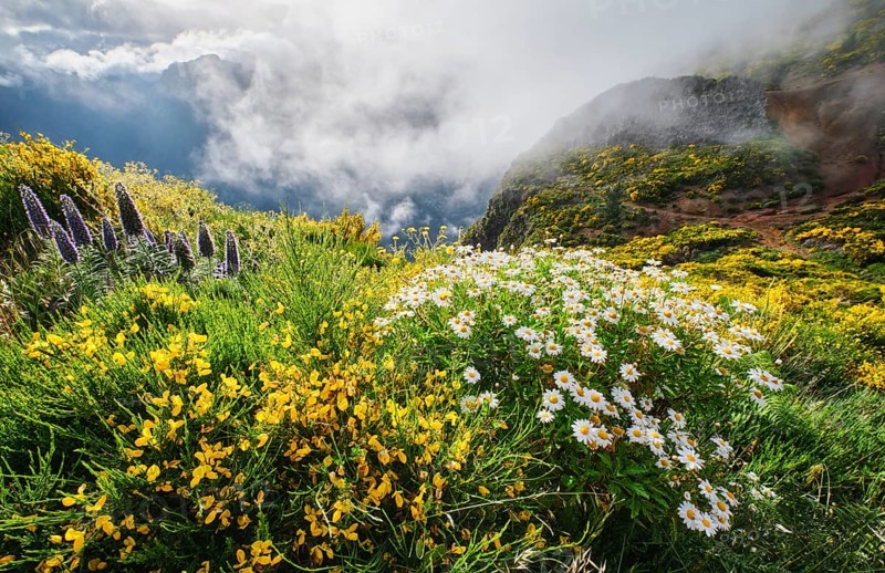 Madeira landscape with daisy and Pride of madeira flowers and blooming Cytisus shrubs and mountains in clouds. Miradouros do Paredao, Madeira island, Portugal, Europe