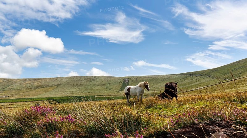 Tinker, Irish Cob, Gypsy Cob, grazing in a meadow, Iveragh Peninsula, Tinker, Irish Cob, Gypsy Cob, portrait, Iveragh Peninsula, County Kerry, Wild Atlantic Way, Ireland, Europe