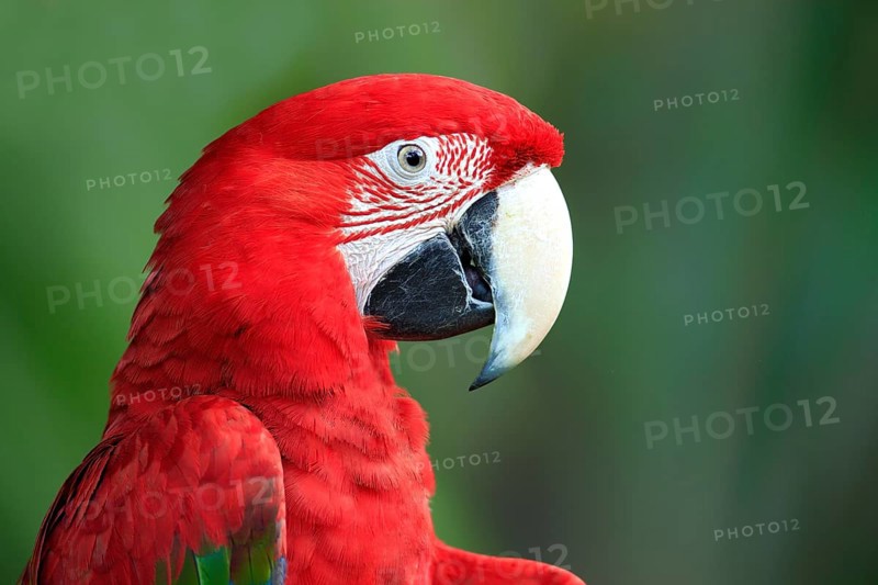 Green-winged Macaw (Ara chloroptera), adult, portrait, in perch, South America