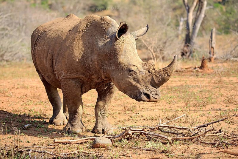 White rhino, white rhino (Ceratotherium simum), adult foraging, Hluhluwe Umfolozi National Park, Hluhluwe iMfolozi National Park, KwaZulu Natal, South Africa, Africa