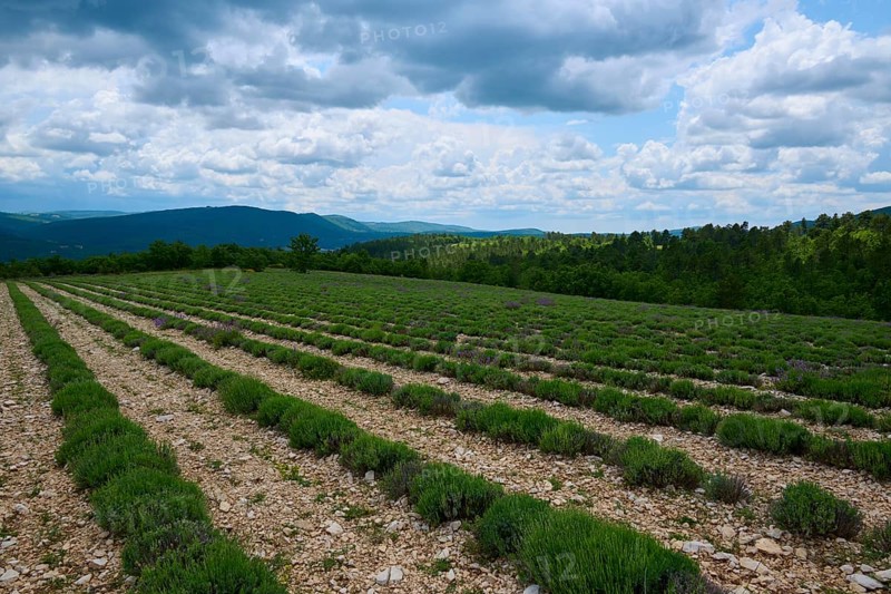 Lavender field (Lavendula), planted in rows, in summer, Sault, Department Vaucluse, Provence, France, Europe
