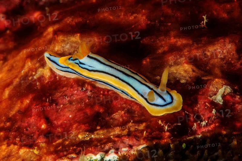 Tropical thread nudibranch (Chromodoris elisabethina) Thread nudibranch, Pacific Ocean, Yap Island, Yap State, FSM, Federated States of Micronesia, Caroline Islands, Australia, Oceania