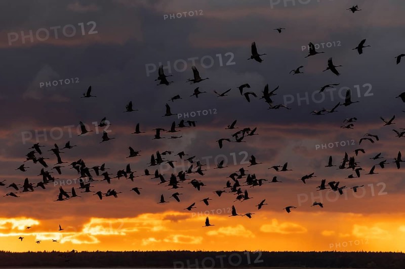 Silhouettes of cranes in the evening sky flying in large numbers in front of a glowing sunset, Crane (Grus grus) wildlife, Western Pomerania Lagoon National Park, Zingst, Mecklenburg-Western Pomerania, Germany, Europe