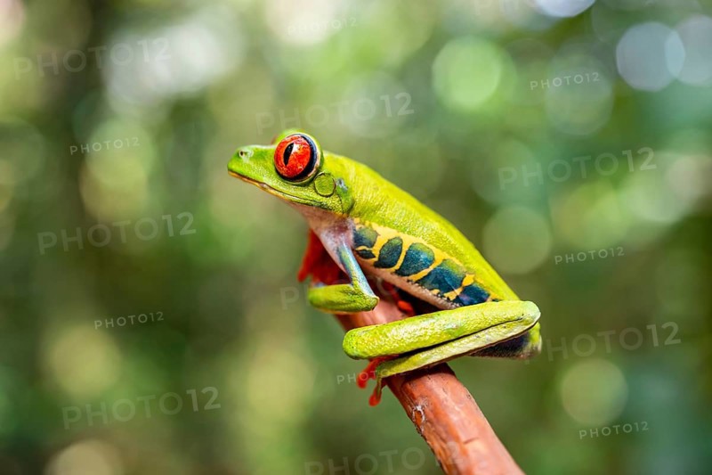 Red-eyed tree frog (Agalychnis callidryas), sitting on a branch, Heredia province, Costa Rica, Central America