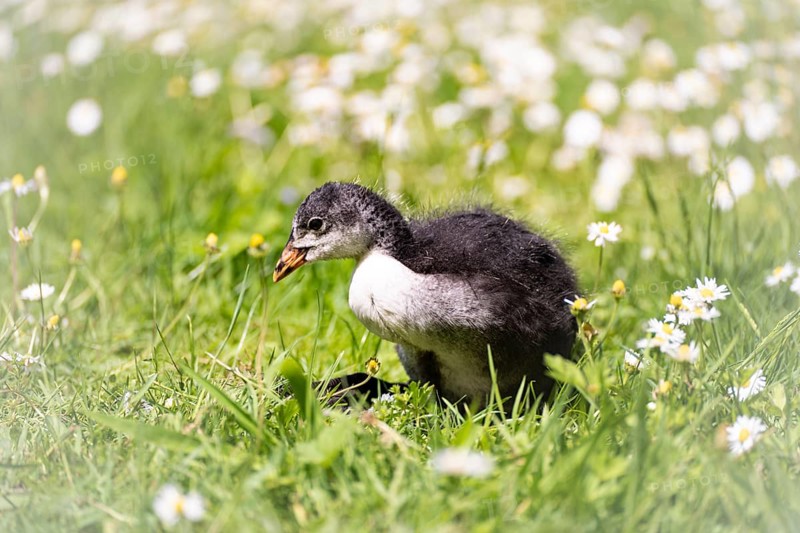 Eurasian Coot chicks (Fulica atra) standing in meadow surrounded by daisies, close-up, profile view, background blurred, Dortmund, North Rhine-Westphalia, Germany, Europe