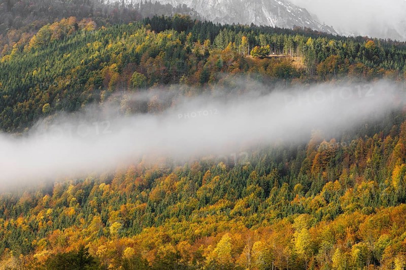 At lake Almsee. A forest in full fall foliage and some fog above it