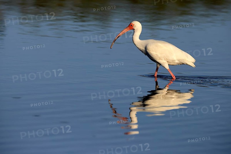 Snowy Ibis, (Eudocimus albus), adult, in the water, foraging, Merritt Island, Black Point Wildlife Drive, Florida, USA, North America