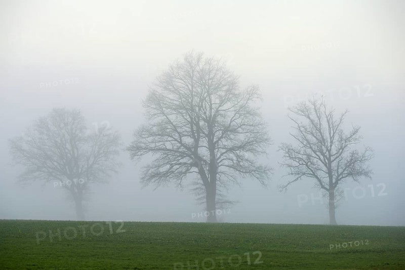 English oaks (Quercus robur, Quercus petraea), in the fog, Lindenberg, Schlatt, Canton Lucerne, Switzerland, Europe