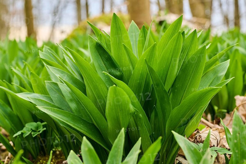 Wild garlic (Allium ursinum) growing in a forest in spring, Bavaria, Germany, Europe