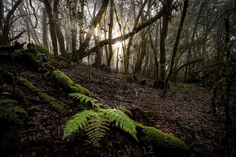 Cloud forest, laurel forest, Garajonay National Park, UNESCO World Heritage Site, La Gomera, Canary Islands, Spain, Europe
