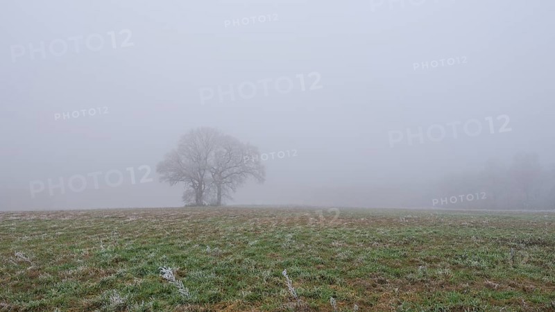 Foggy landscape with three trees and in the foreground frozen grasses in a meadow, landscape photo, nature photo, flora, fauna, landscape format, fog, trees, grasses, winter, snow, ice, frost, cold, season, cosy, Neustadt am Rübenberge, Hanover region, Lower Saxony, Germany, Europe