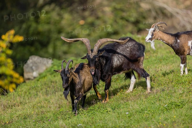 One male Tauernschecke goat, Capra aegagrus hircus, checks the readiness of a goat to mate