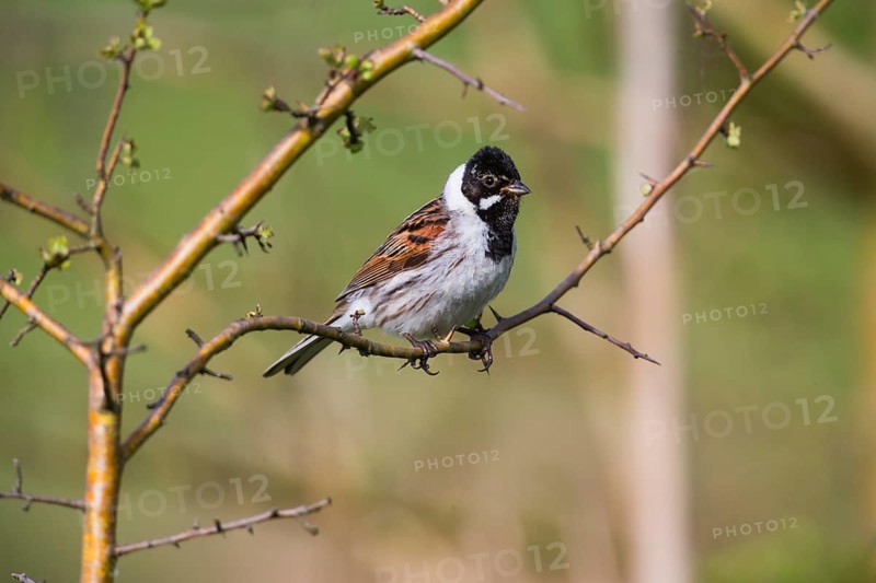 Reed Bunting, (Emberiza schoeniclus), adult male in breeding plumage, perched on a twig, Hesse, Germany, Europe