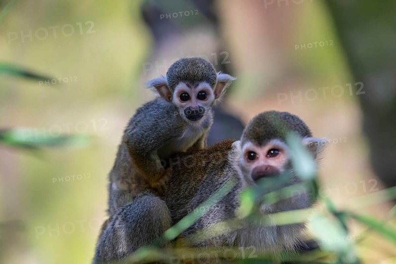 One female Central American squirrel monkey, Saimiri oerstedii, carrying her baby. Green vegetation around
