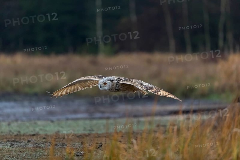 One Siberian Eagle Owl (Bubo bubo sibiricus) flying over tall reed grass lakeshore on an autumnal misty cold morning